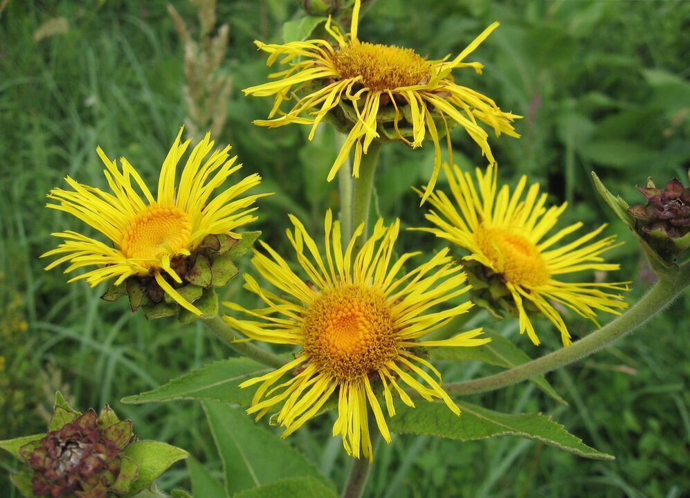 elecampane parasiitide vastu