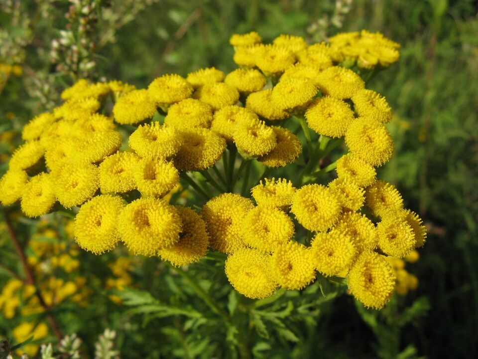 tansy parasiitide vastu