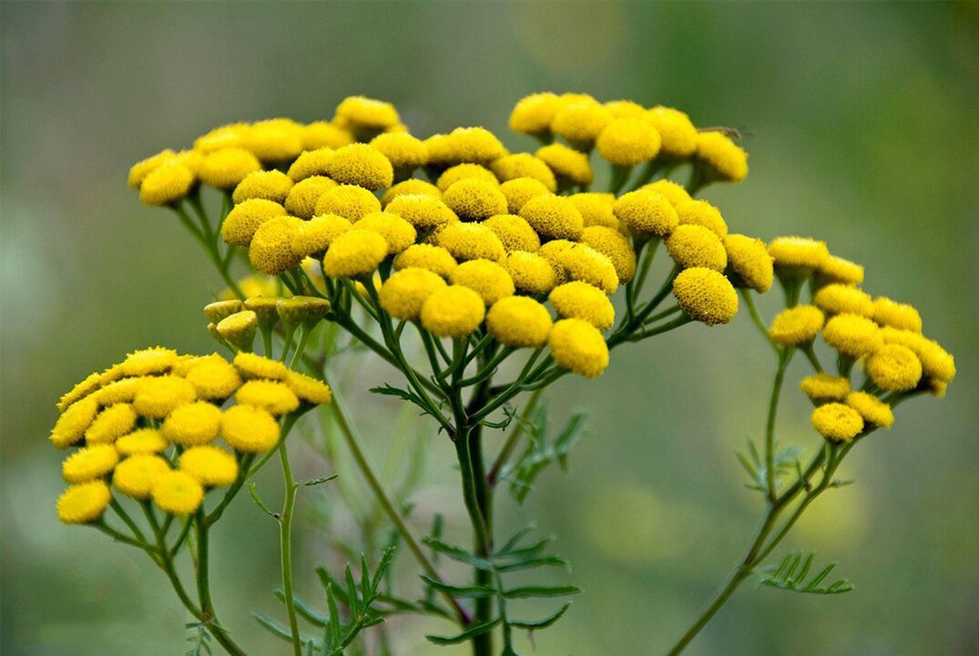 tansy usside vastu kehas